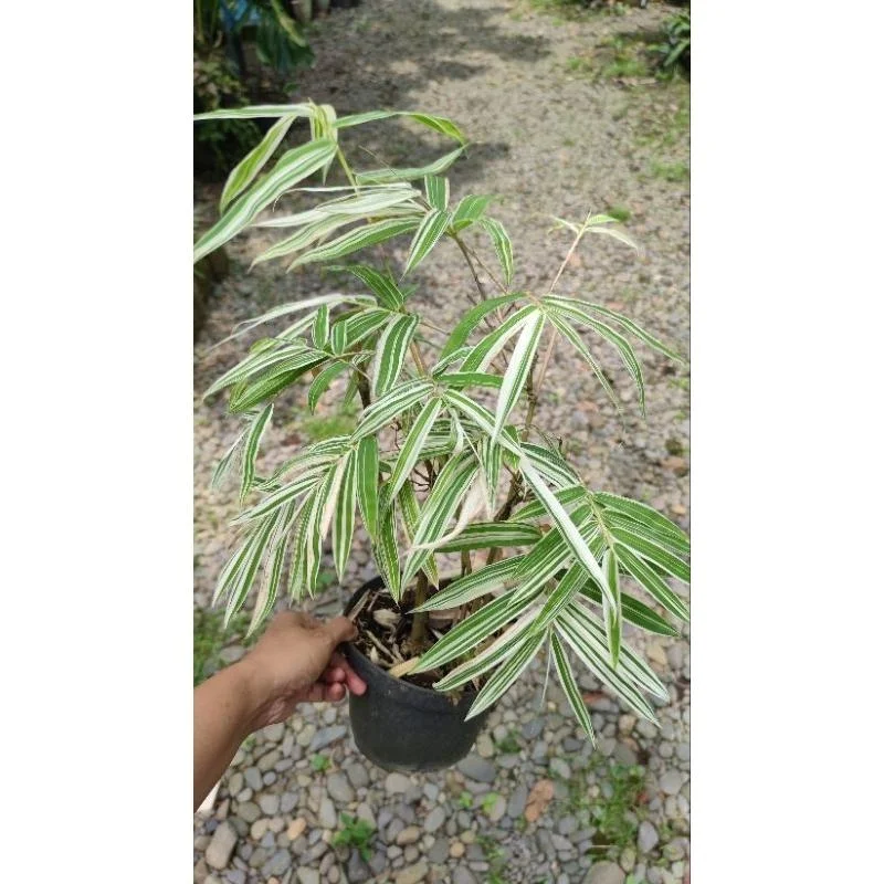 Varigated Bamboo thumbnail 5